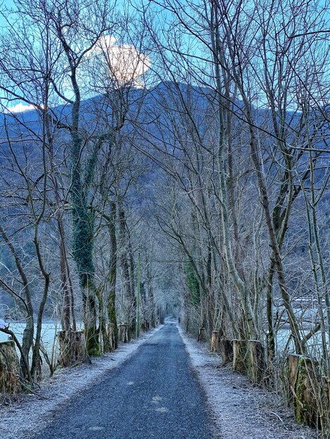 Foto strada vuota lungo gli alberi nudi