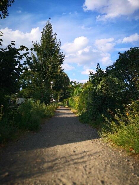 Empty road along plants and trees against sky