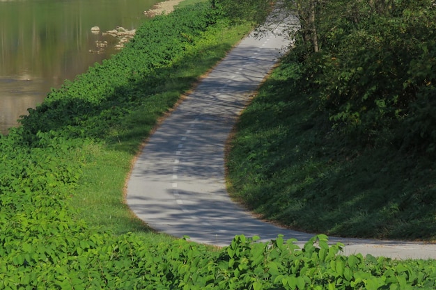 Foto strada vuota lungo le piante