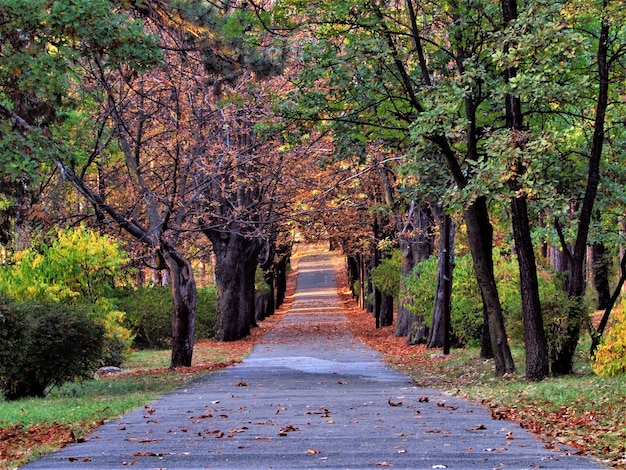 Foto strada vuota lungo gli alberi durante l'autunno