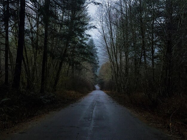 Photo empty road along trees in forest