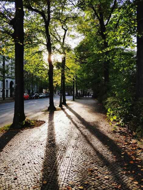 Foto strada vuota lungo gli alberi nel parco