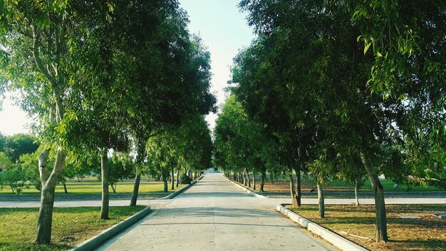 Empty road along trees in park