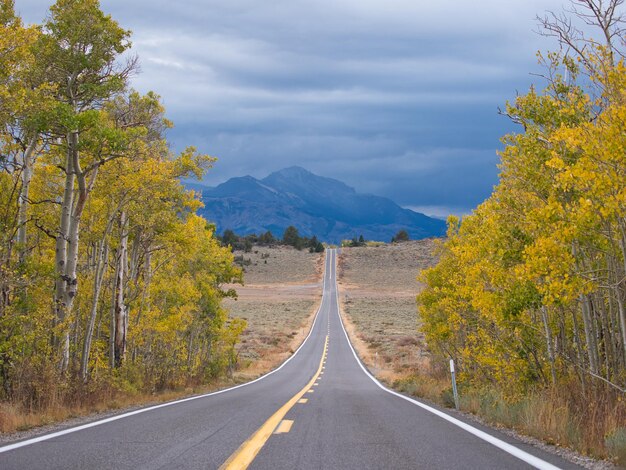 Empty road along trees and plants against sky