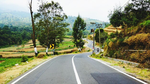 Photo empty road along trees and plants in city