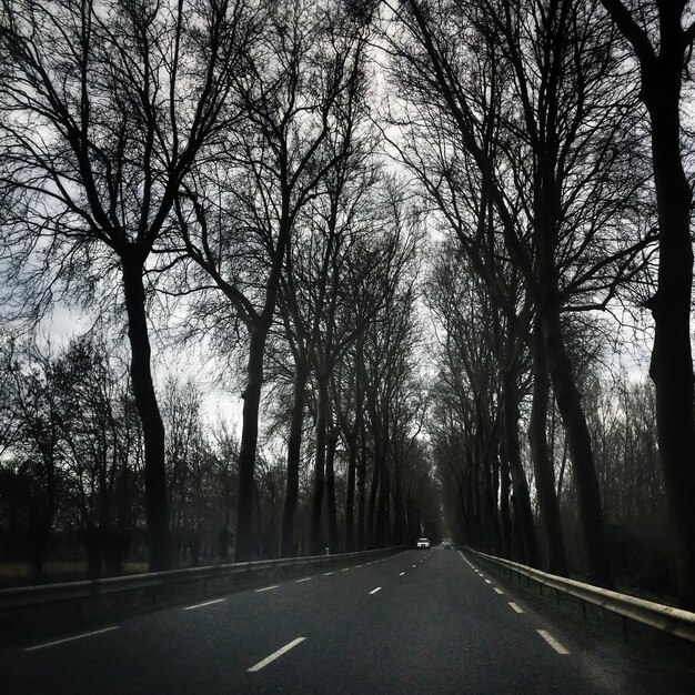 Пустая дорога вдоль деревьев