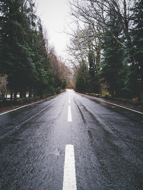 Foto strada vuota lungo gli alberi