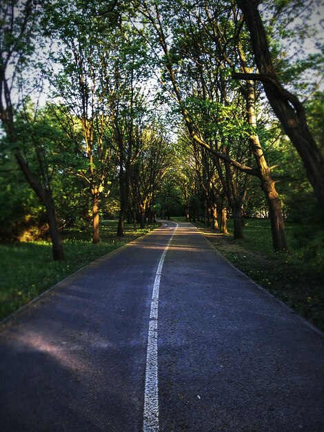 Photo empty road along trees