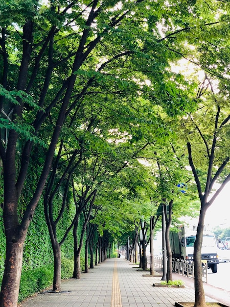 写真 樹木に沿った空の道