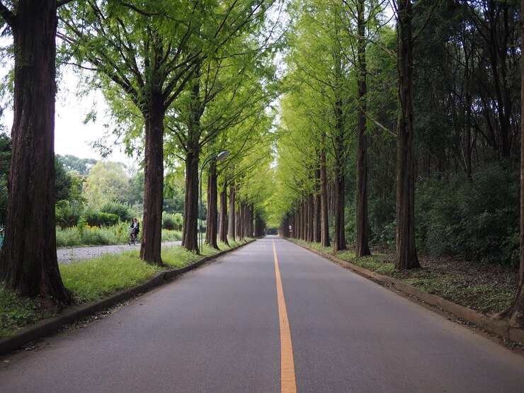 Photo 樹木に沿った空の道
