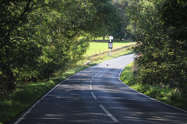 Empty road along trees