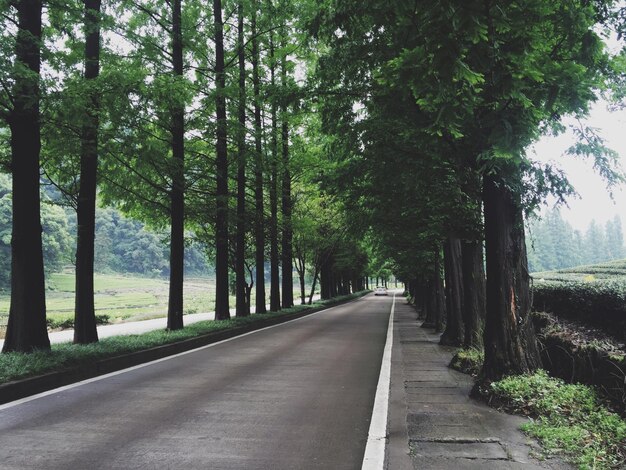 사진 나무 들 을 따라 비어 있는 도로