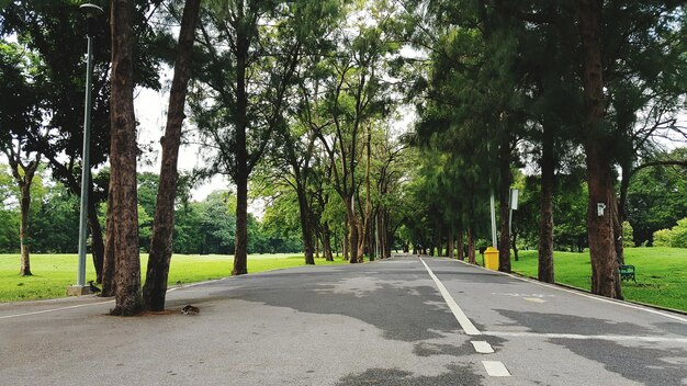 Photo empty road along trees