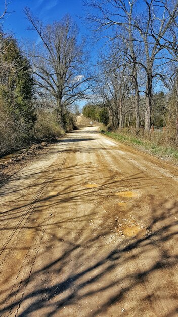 Foto strada vuota lungo gli alberi