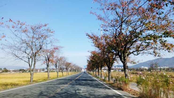 Photo 樹木に沿った空の道