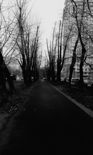 Foto strada vuota lungo gli alberi