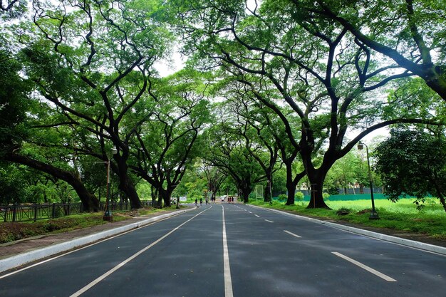 Photo empty road along trees
