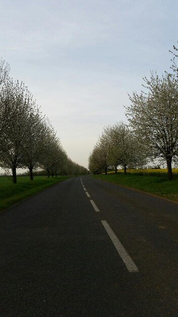 Empty road along trees