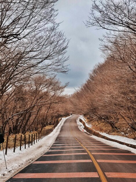 하늘을 배경으로 벌거벗은 나무 사이의  빈 길