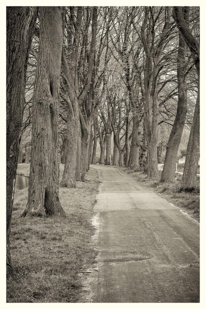 Empty road amidst bare trees