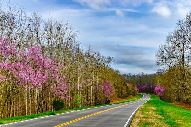 空の道路は空を背景に花がく植物の中にあります