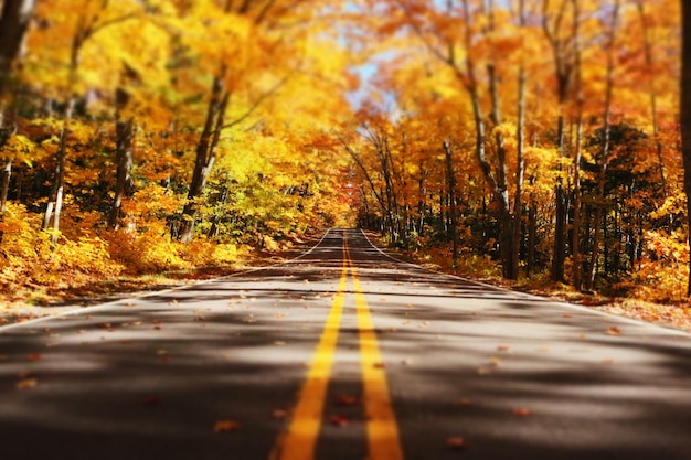 empty road amidst orange trees on field during autumn