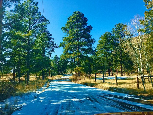 Empty road amidst trees against sky