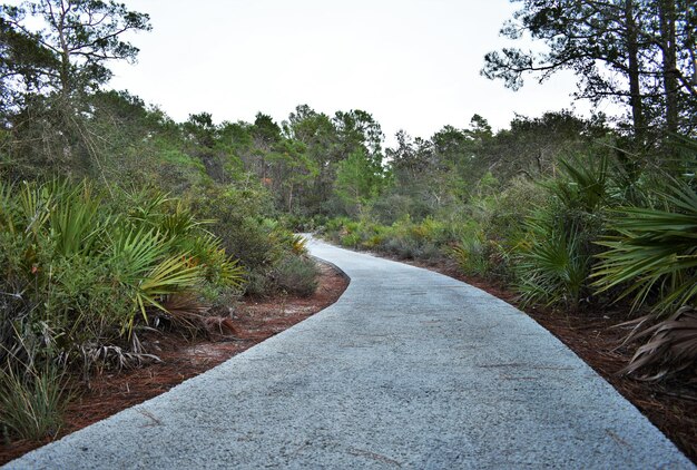 Photo empty road amidst trees against sky