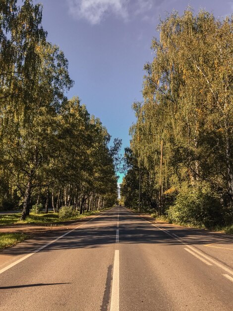 Фото Пустая дорога среди деревьев на фоне неба
