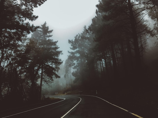 Empty road amidst trees against sky