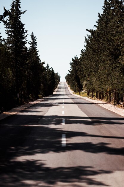 Foto strada vuota in mezzo agli alberi durante una giornata di sole