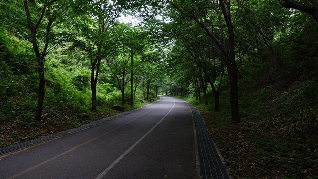 Empty road amidst trees in forest