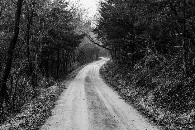 Foto strada vuota in mezzo agli alberi della foresta