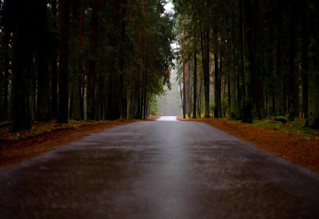 Photo empty road amidst trees in forest