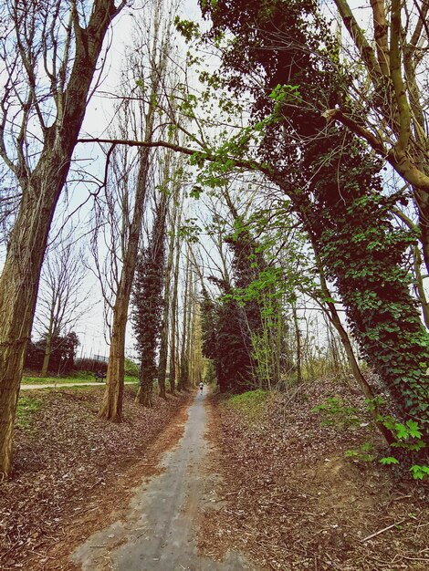 Foto strada vuota in mezzo agli alberi della foresta