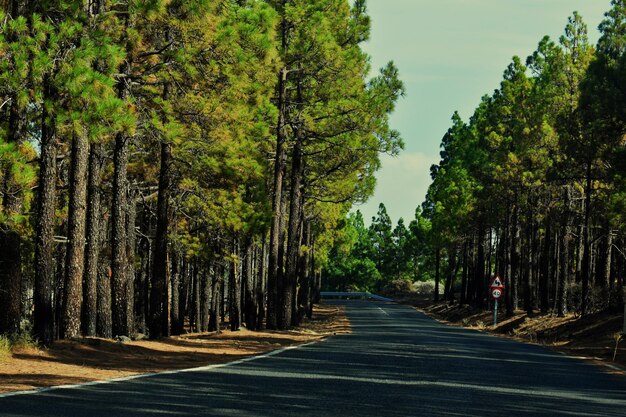 Foto strada vuota in mezzo agli alberi della foresta