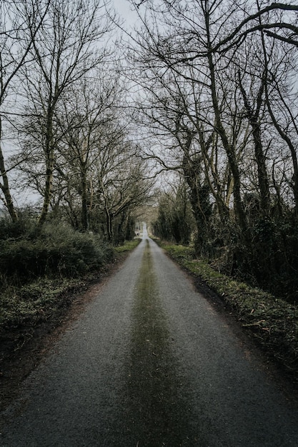 Foto strada vuota in mezzo agli alberi della foresta