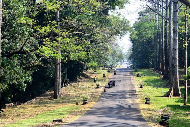 Foto strada vuota in mezzo agli alberi della foresta