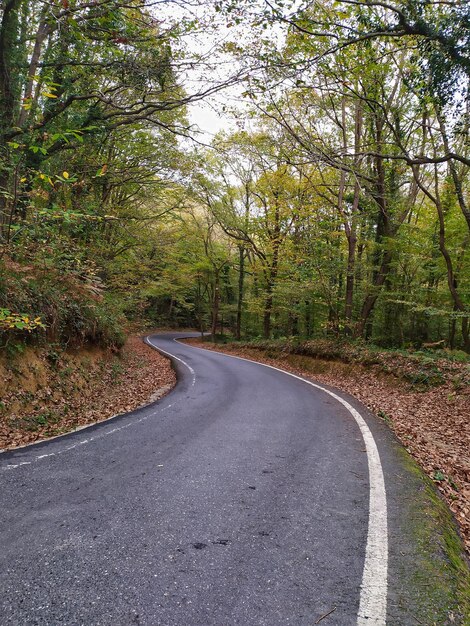 Foto strada vuota in mezzo agli alberi della foresta