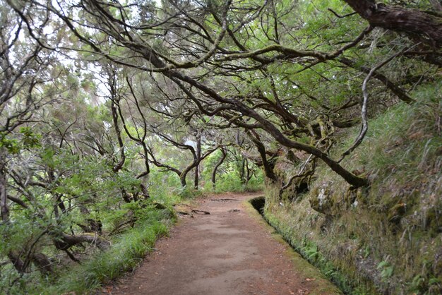 Photo empty road amidst trees in forest