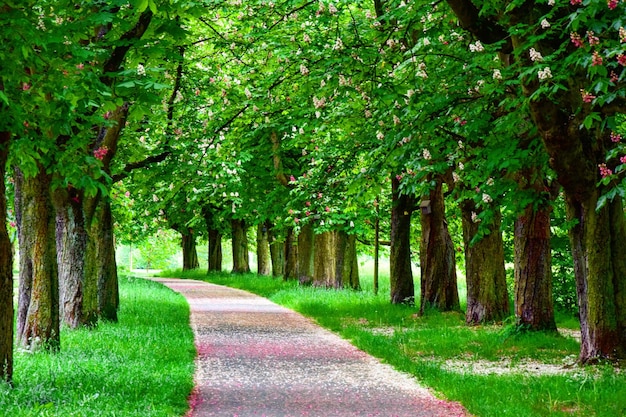 畑の木や草の中の空の道