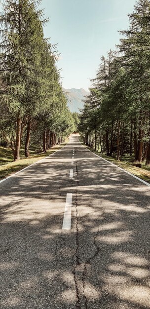 Foto strada vuota in mezzo agli alberi