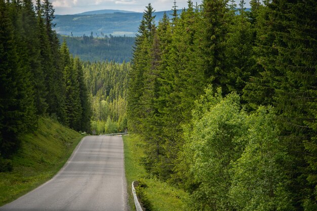 Empty road amidst trees