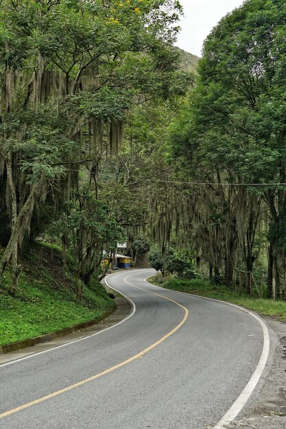 Photo empty road amidst trees