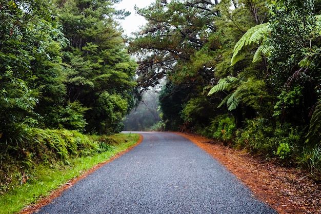 Photo empty road amidst trees