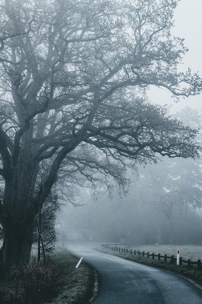 Photo empty road by trees during foggy weather