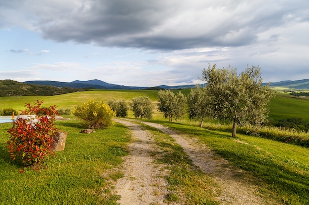 Foto strada vuota in campagna giovani olivi montagne cielo drammatico toscana italy