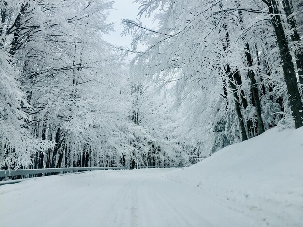 Empty road covered in snow surrounded by trees covered in snow