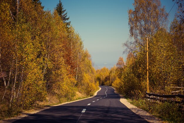 Empty road leading through fall foliage forest in the autumn