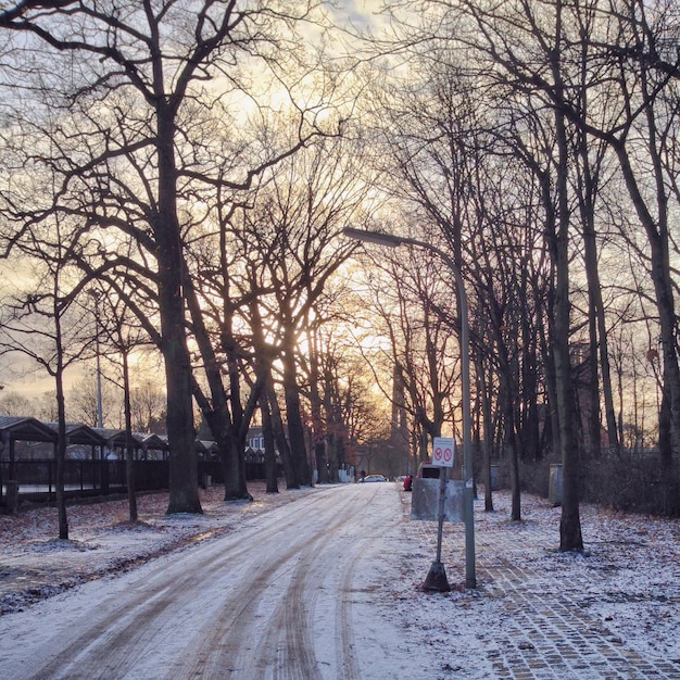 写真 木々を通る空の道